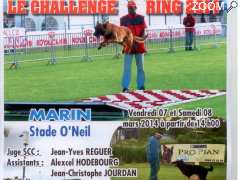 picture of Concours d'épreuves sportives canines en ring