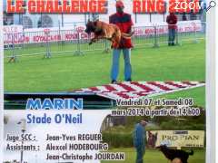 foto di Concours d'épreuves sportives canines en ring