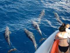 photo de Dauphins Martinique