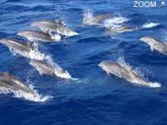 photo de PLANETE DAUPHINS