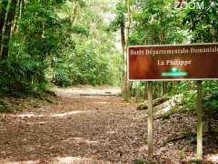 picture of FORÊT LA PHILIPPE