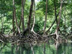 foto di LA MANGROVE, UNE COMPOSANTE MAJEURE DE LA BIODIVERSITÉ MARTINIQUAISE